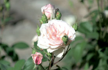 Jardins d`Albertas �